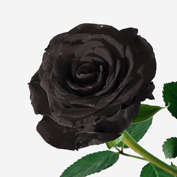 Где В Челябинске Купить Черную Розу